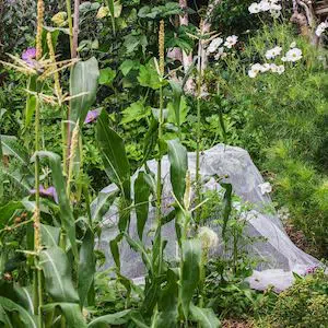 garden with corn
