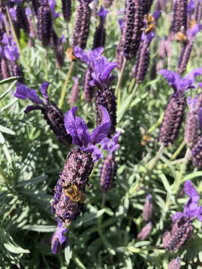 lavender beneficial flower