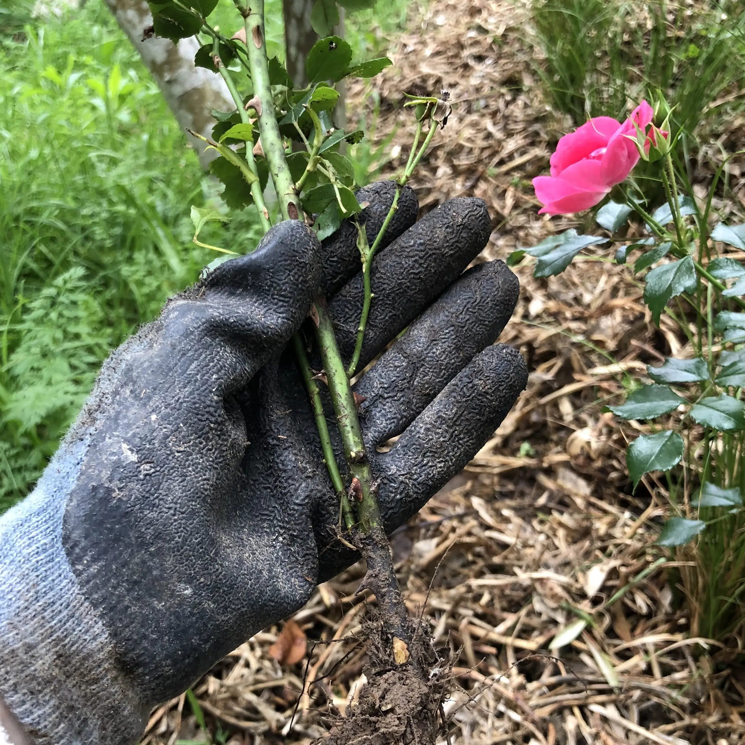 rose cutting