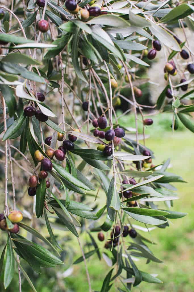 Olive tree with olives 