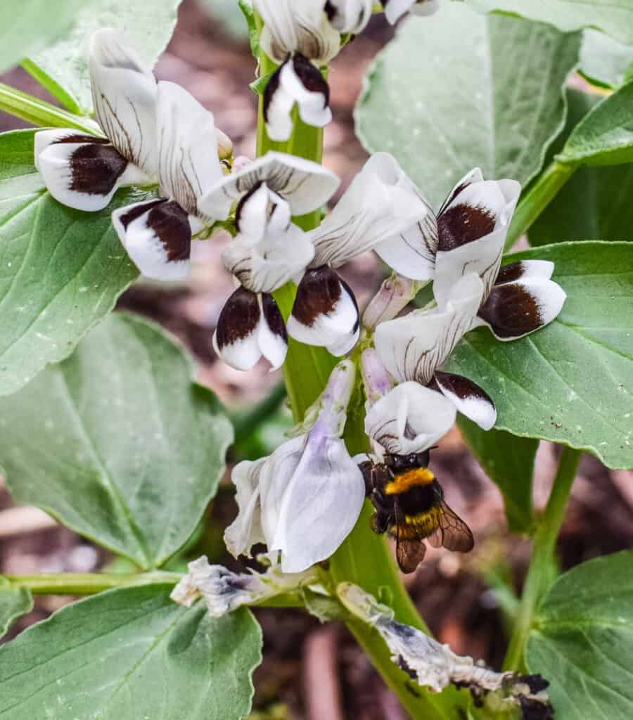 bumble pollinating a broad bean flower 