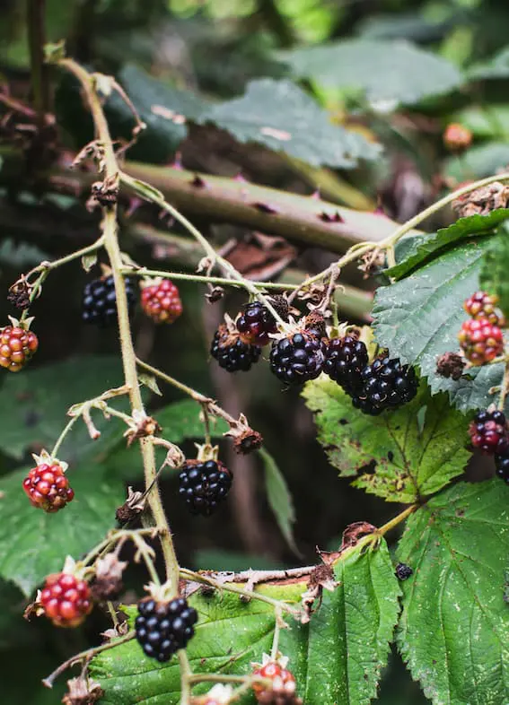 a wild blackberry bush with green leaves, black and red berries 